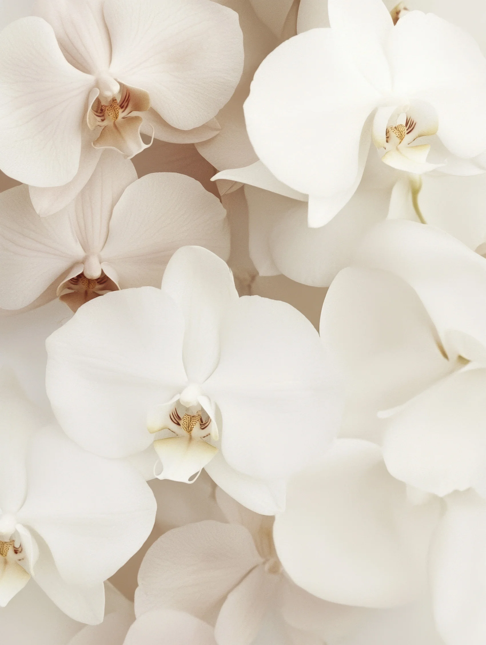 Radiant You Campaign